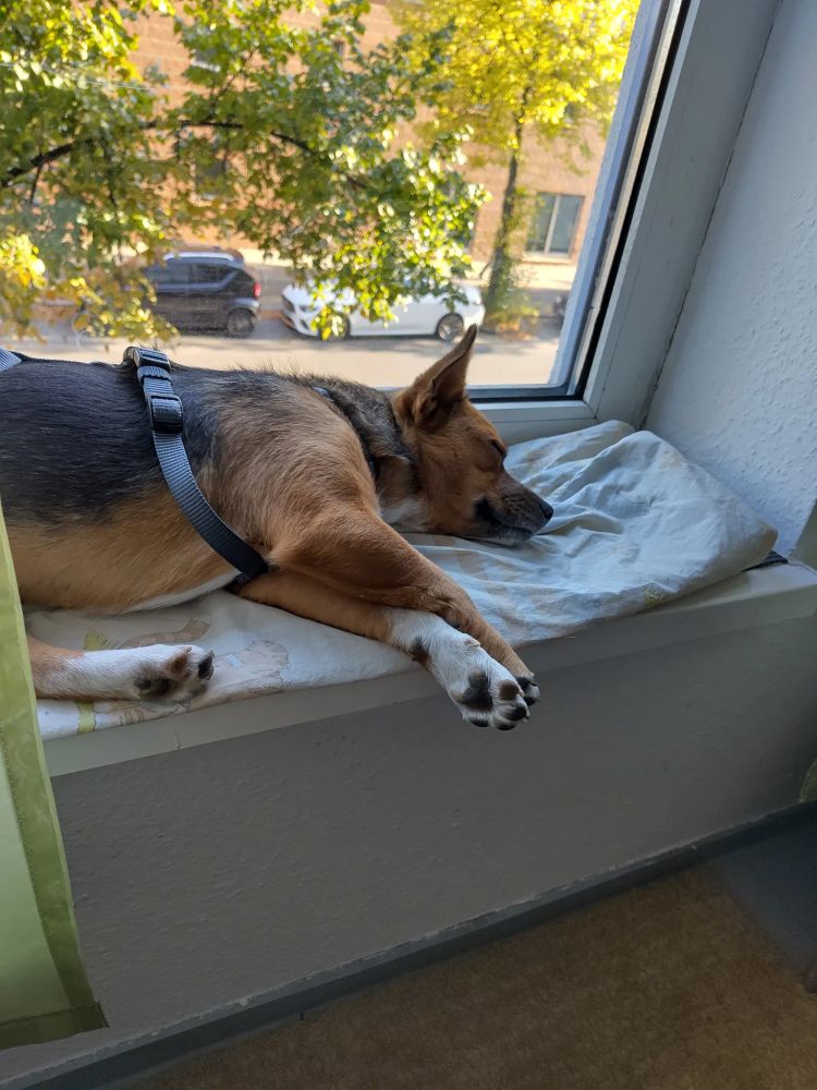 Kleiner braun-schwarz-weißer Hund schläft auf einer Decke, die auf einem niedrigen Fensterbrett liegt. Hinter dem Fenster ist ein sonniger Tag, man sieht Bäume und geparkte Autos an einer Straße mit rotem Backsteinhaus im Hintergrund.