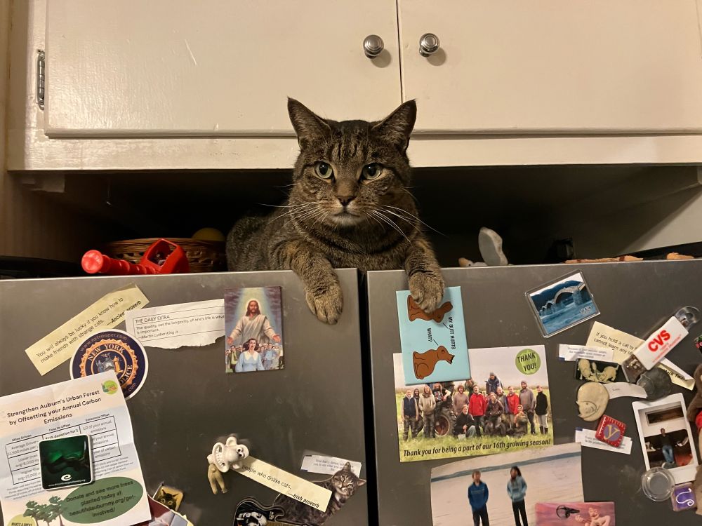 Cat atop a refrigerator expecting a treat