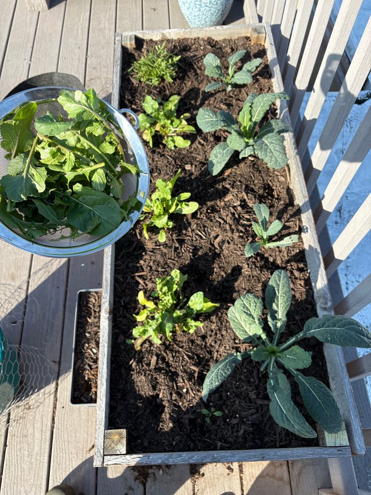 arugula and kale in rows with a strainer full of arugula leaves 