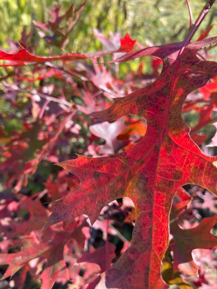 Red oak leaves