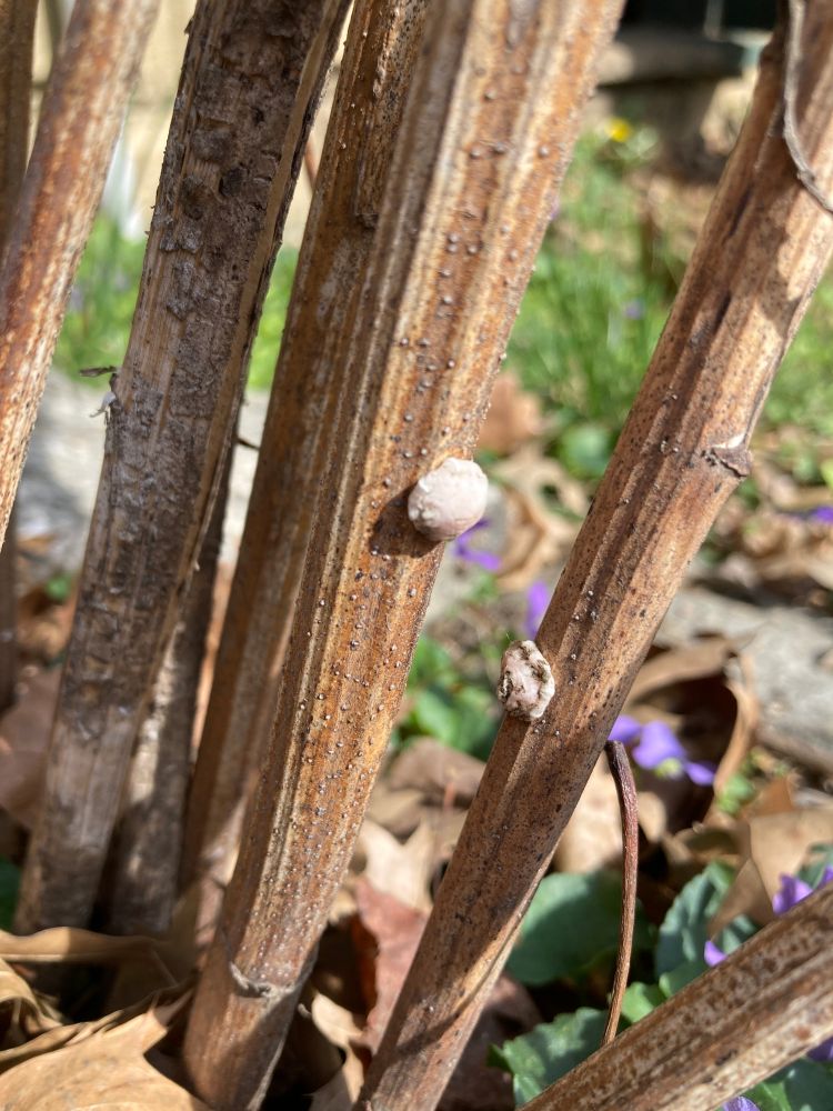 White and white and brown/black lumps on dried NY ironweed stems. Blooming violets in background.
