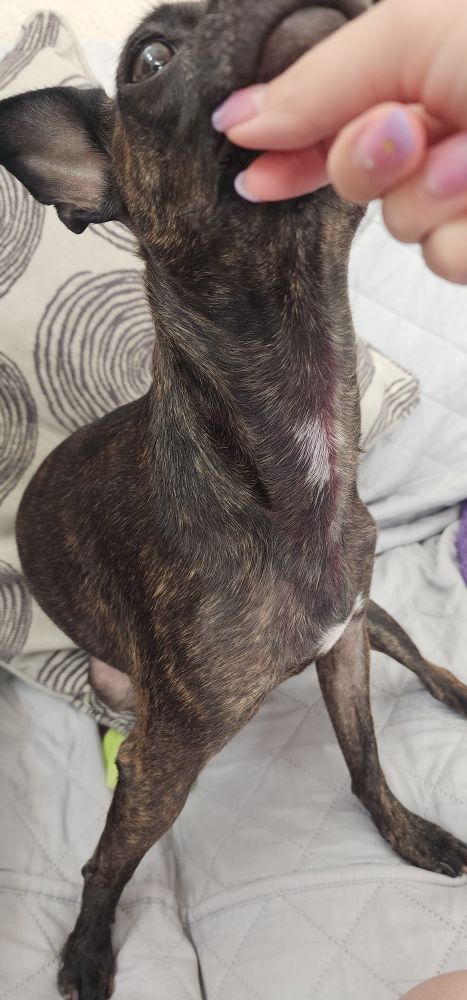 A dog's neck, looking severely bruised underneath the skin from bloodwork