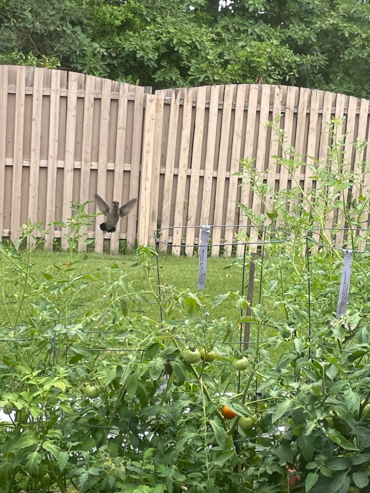 A hummingbird hovers above some tomato plants. 