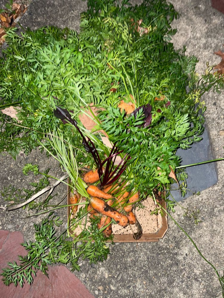 A cardboard tray full of unwashed, stubby, orange carrots with luxuriant greenery. There’s also a random beet and a whole bunch of oak and sassafras leaves mixed in. 