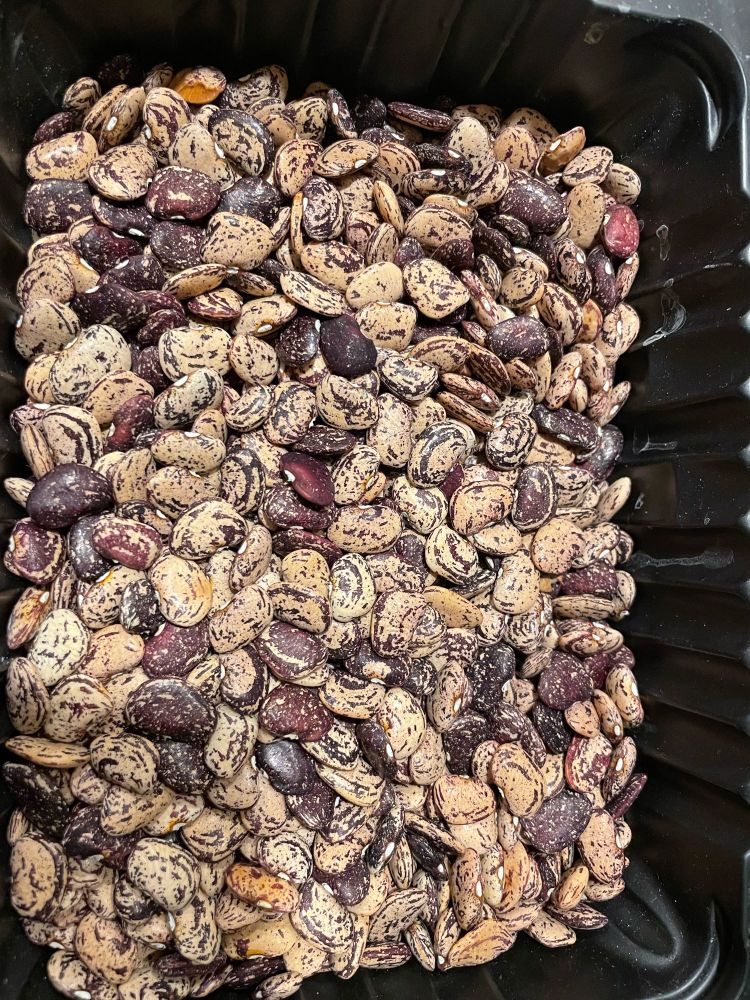 A black tray filled with cream and brown/purple speckled Lima beans. Most are light with dark speckles but some are dark with light speckles. 