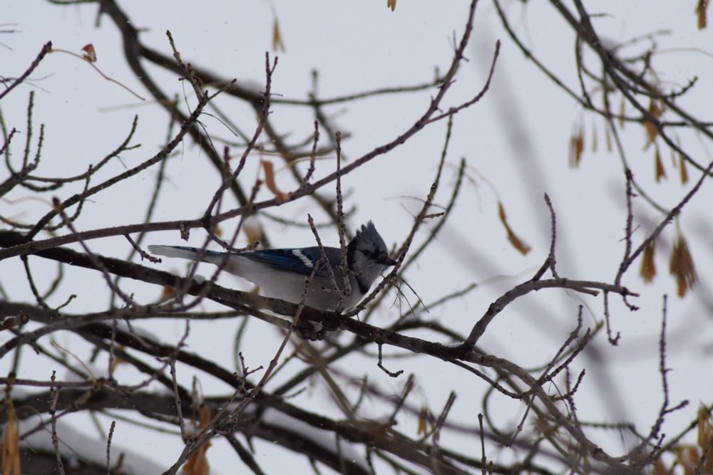 blue jay seen through branches on a snowy day