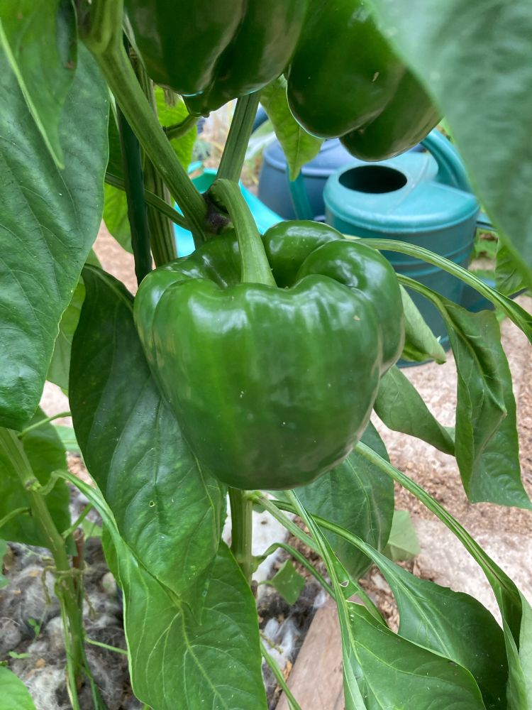 Peppers