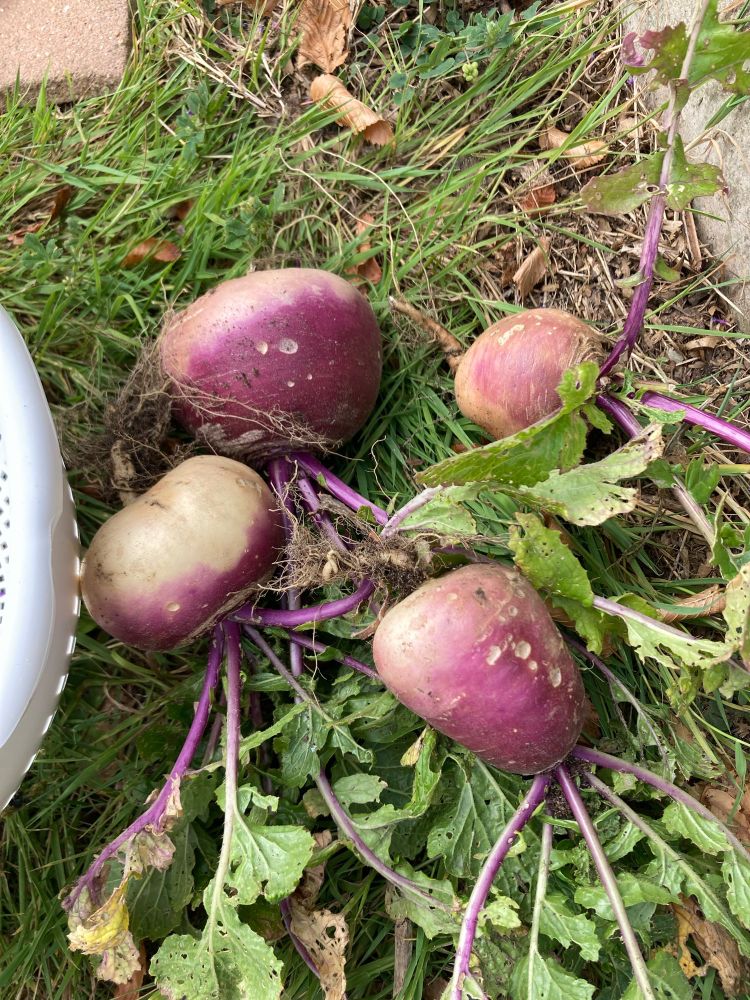 Root vegetables 