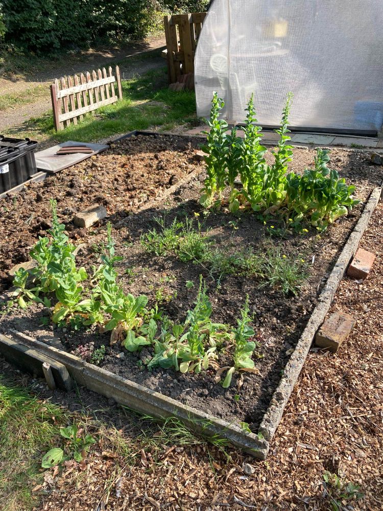 Salad bed