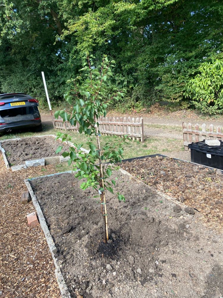 Apricot Tree