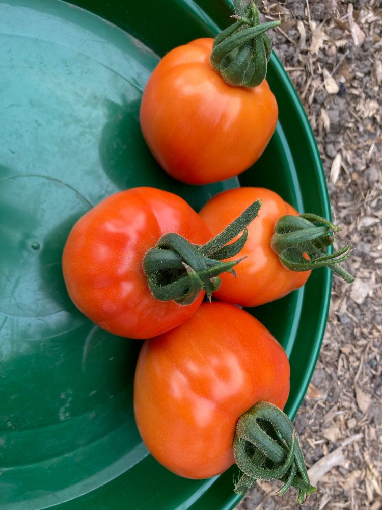 Tomatoes 