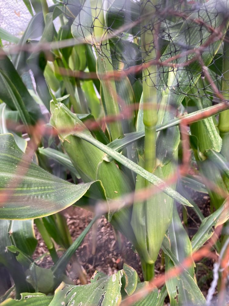 Sweetcorn 2