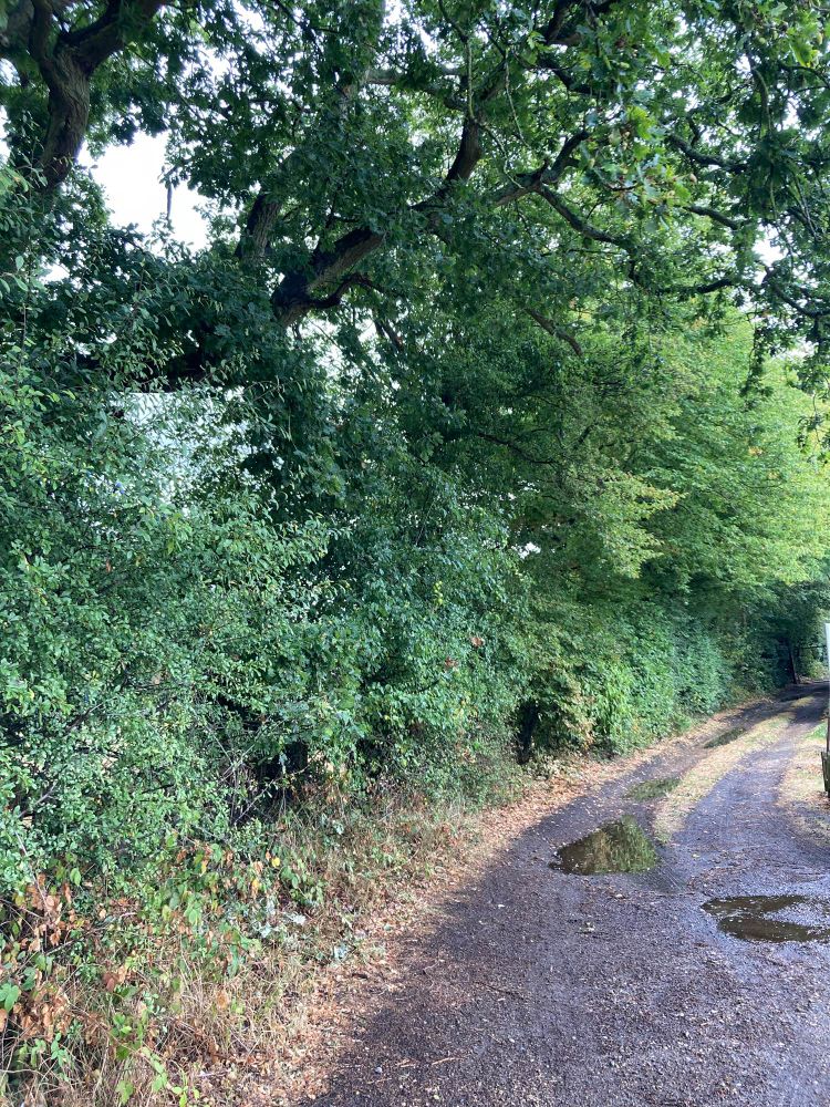 Trees along the track 