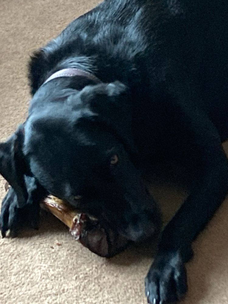 Barney & bone