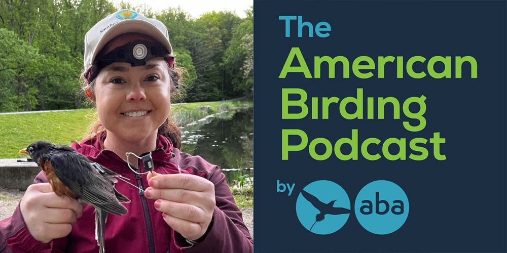 08-12: More than a Lawn Thrush with Emily Williams - American Birding Association