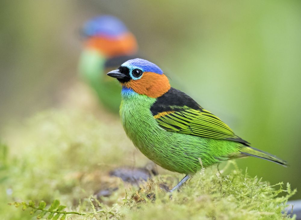 Red-necked Tanager, by Ciro Albano