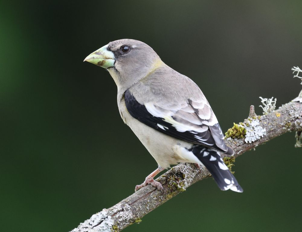 Evening Grosbeak, by Veronika Andrews