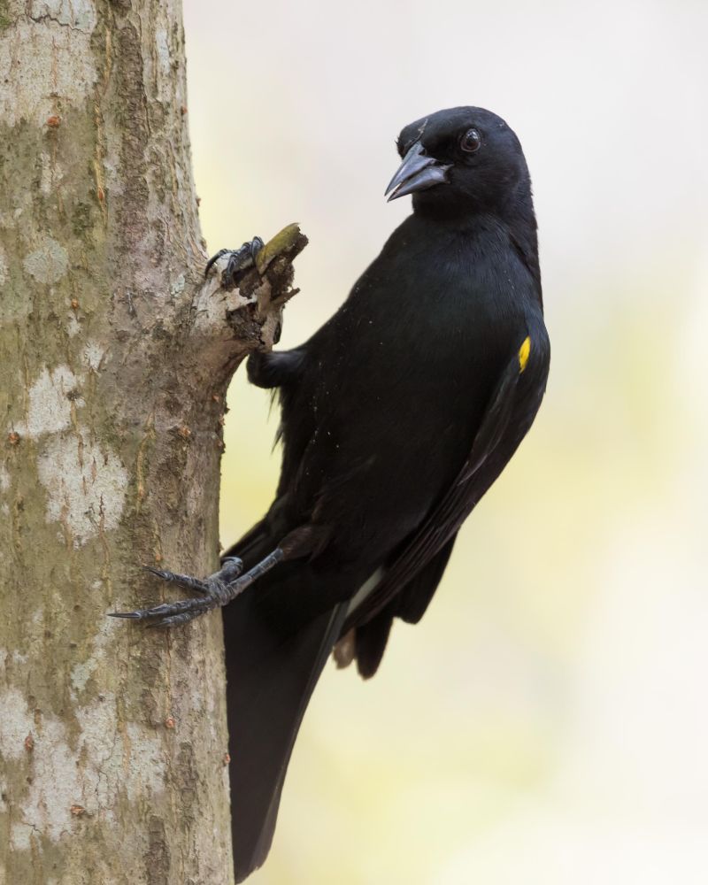 Yellow-shouldered Blackbird, by Chris Sloan