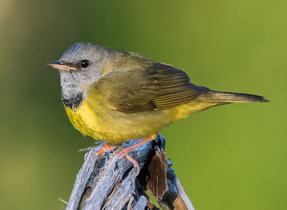 Mourning Warbler, by Chris Sloan