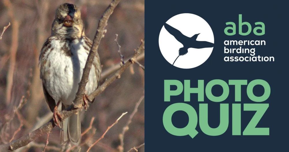 August 2024 Photo Quiz - American Birding Association