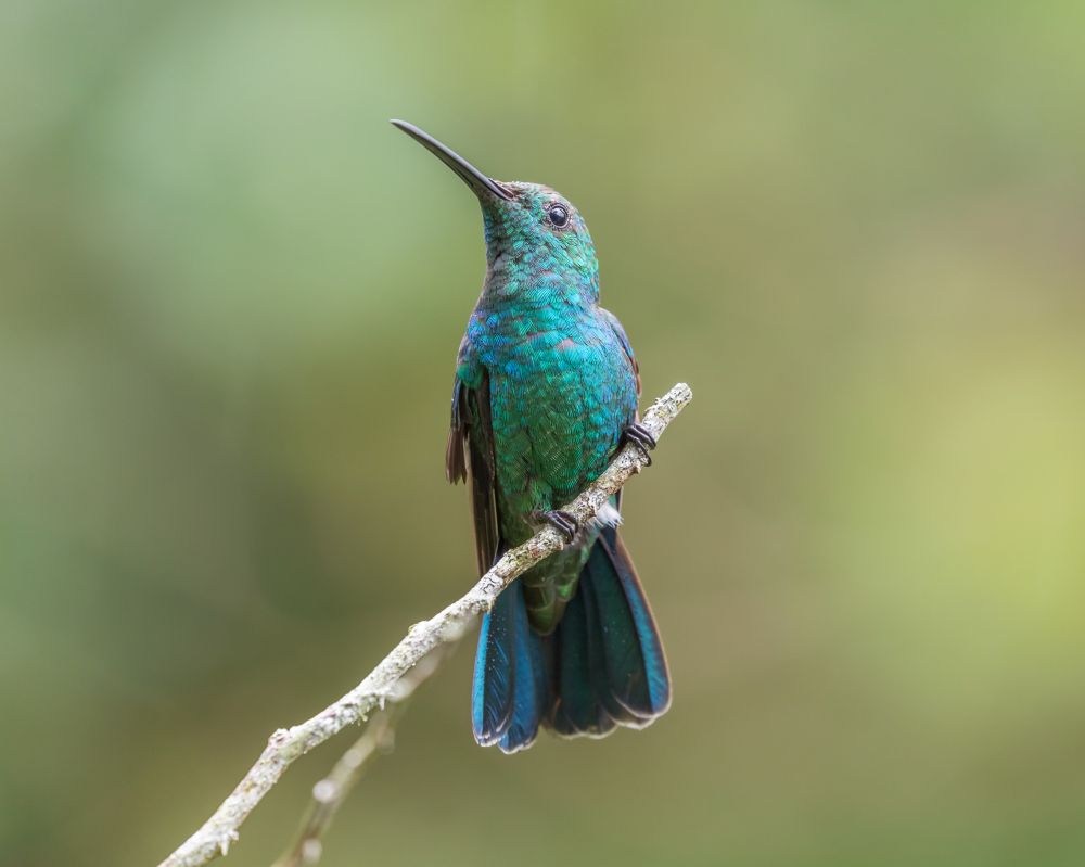 Green Mango, by Chris Sloan