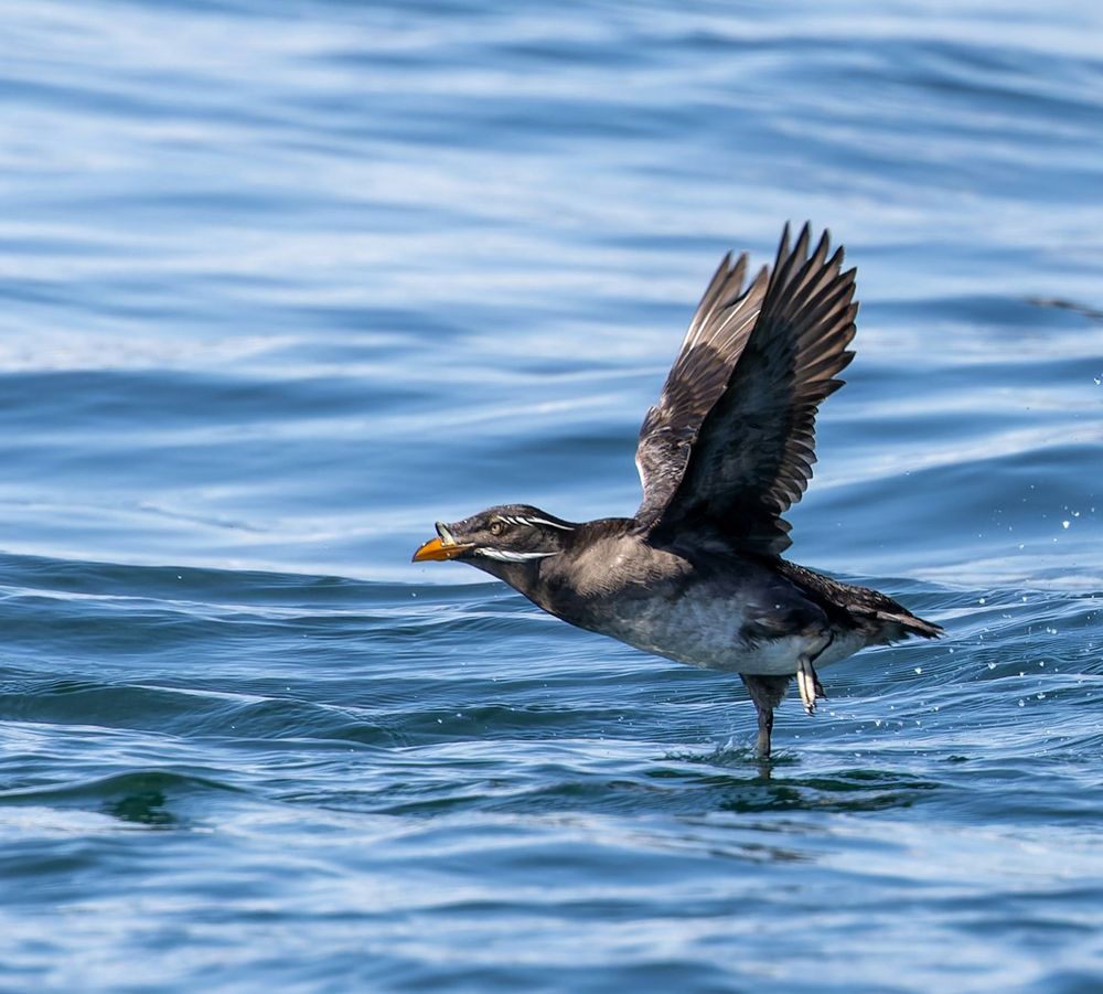 Rhinoceros Auklet, by Mathew Schwartz