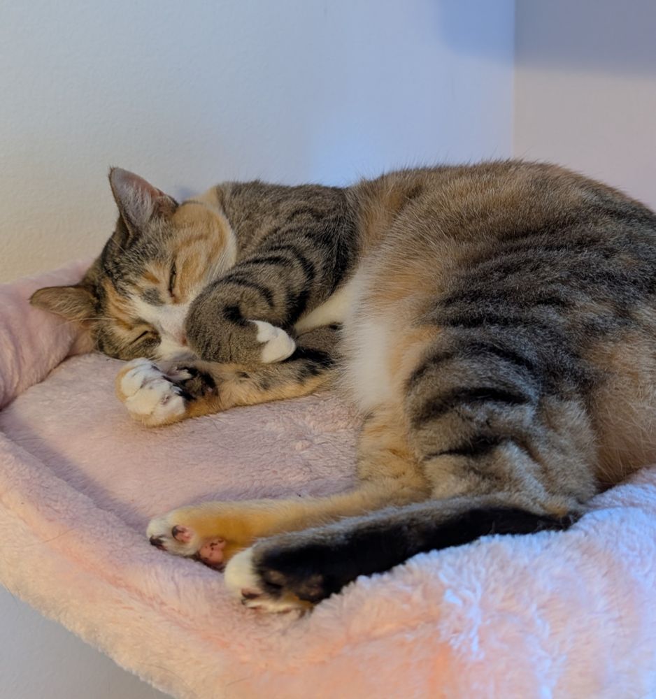 A tawny brown tortoiseshell cat asleep atop of  a pink cat tree 