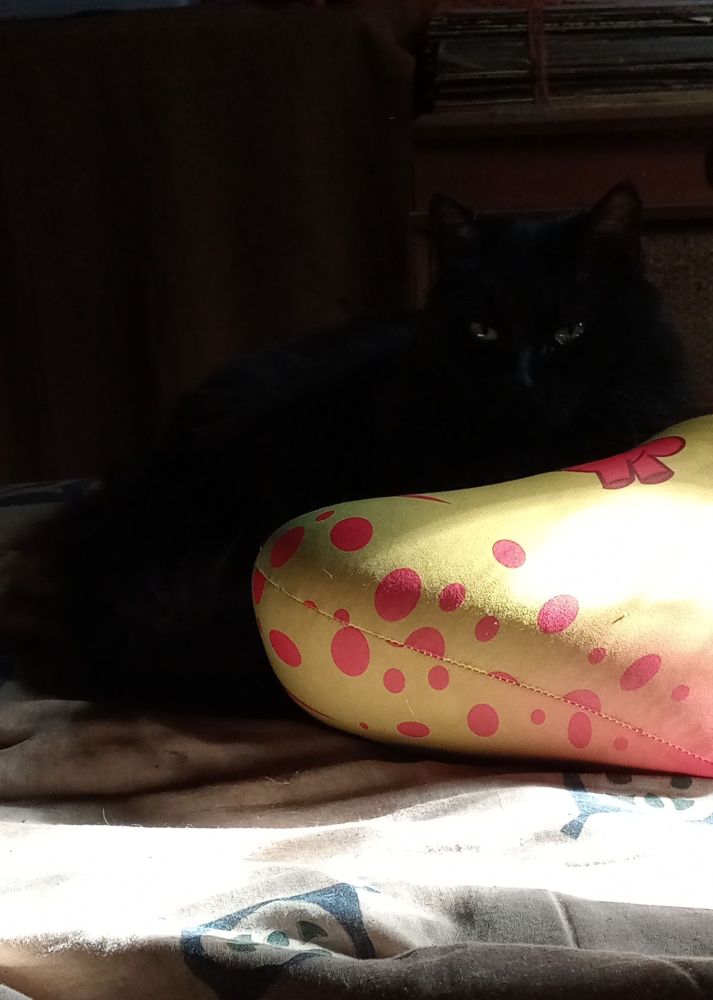 A black cat laying on her side on top of a colorful cushion-like plushie. The plushie is yellow and orange and has red dots scattered in different sizes.