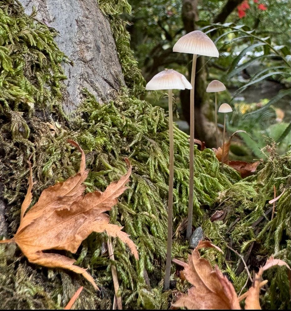 Tiny mushrooms found in a crevice of a tree. November 2024, Portland OR