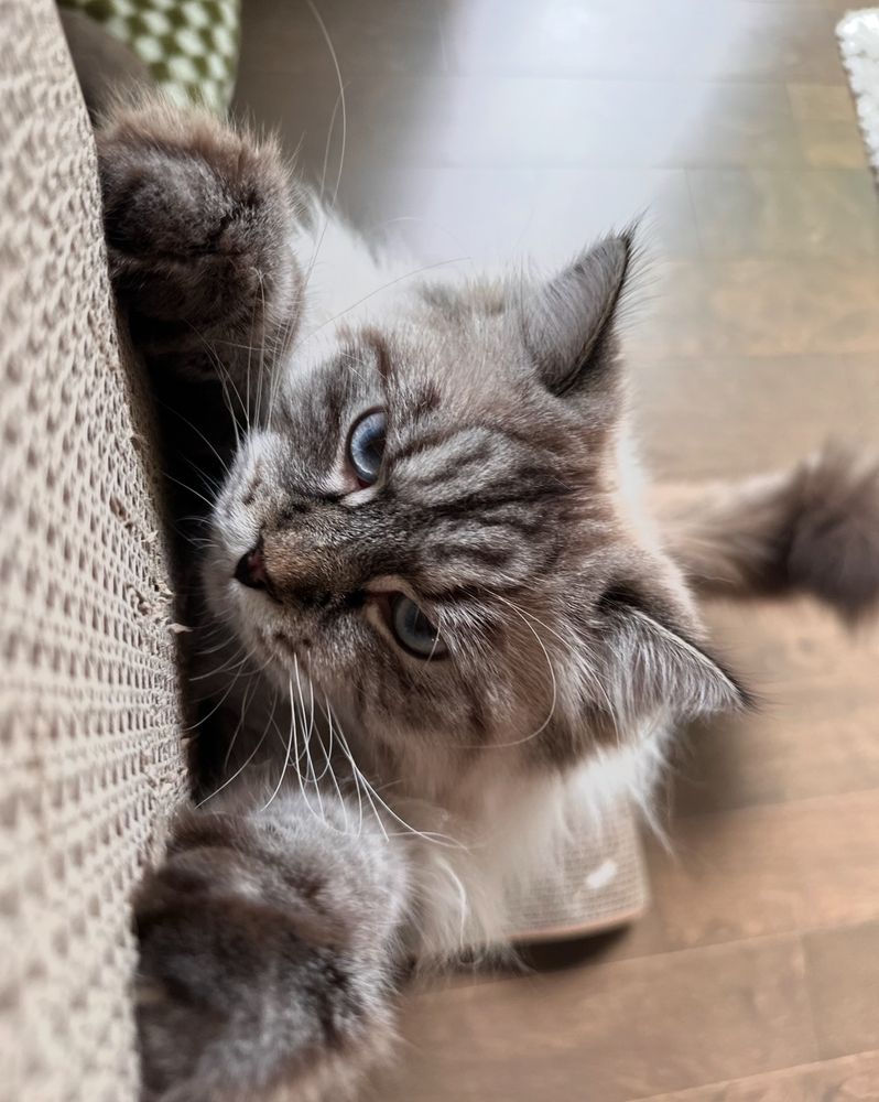 Fffancy cat getting all in on his scratching wall