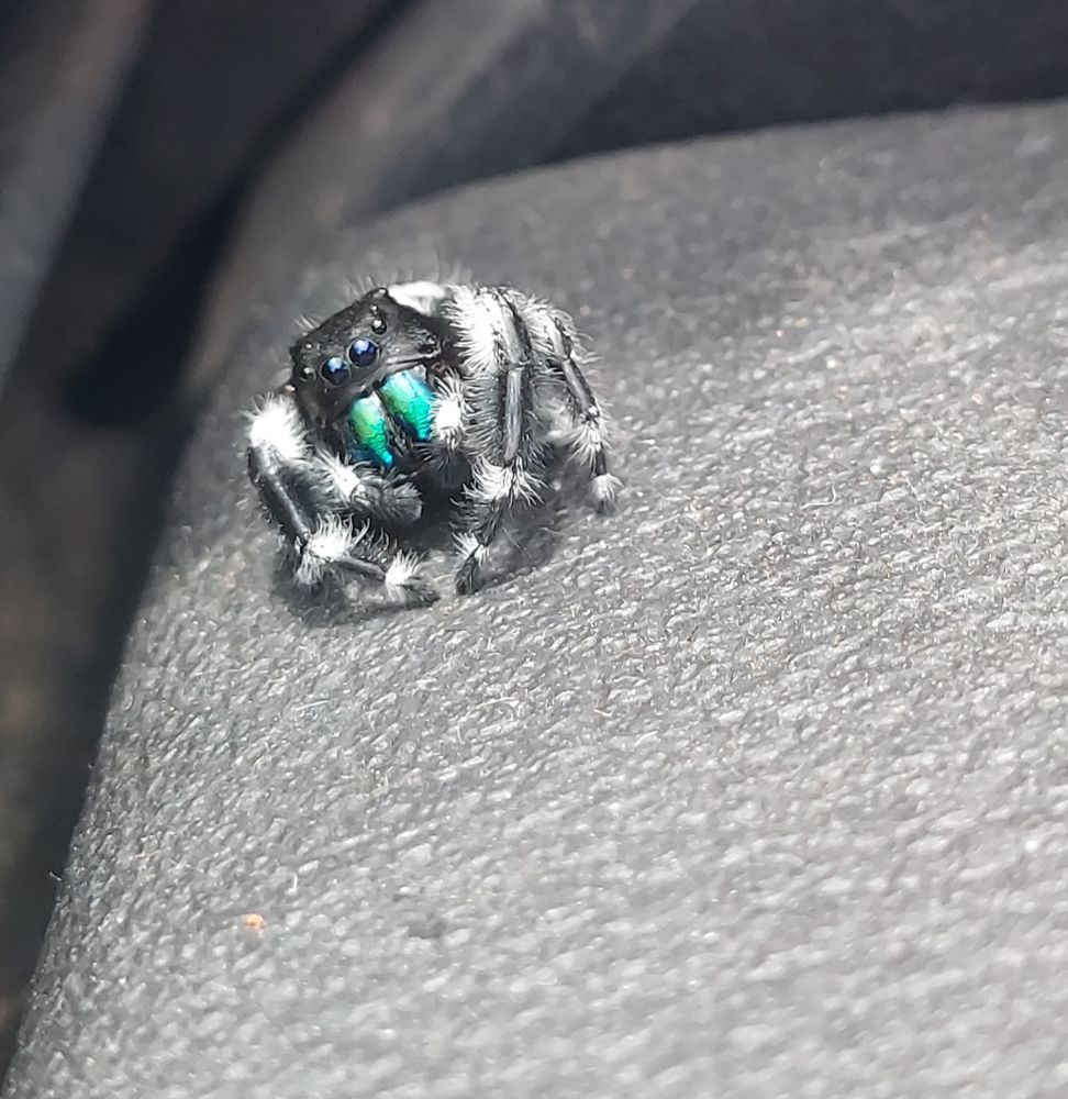 Black and white Bold Jumper spider with bright green fangs looking directly at camera and resting on a faded black surface

