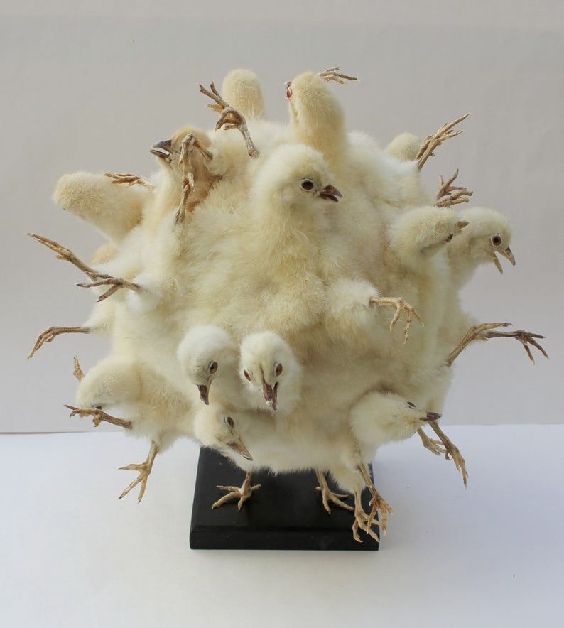 A ball of chicken heads and legs. 