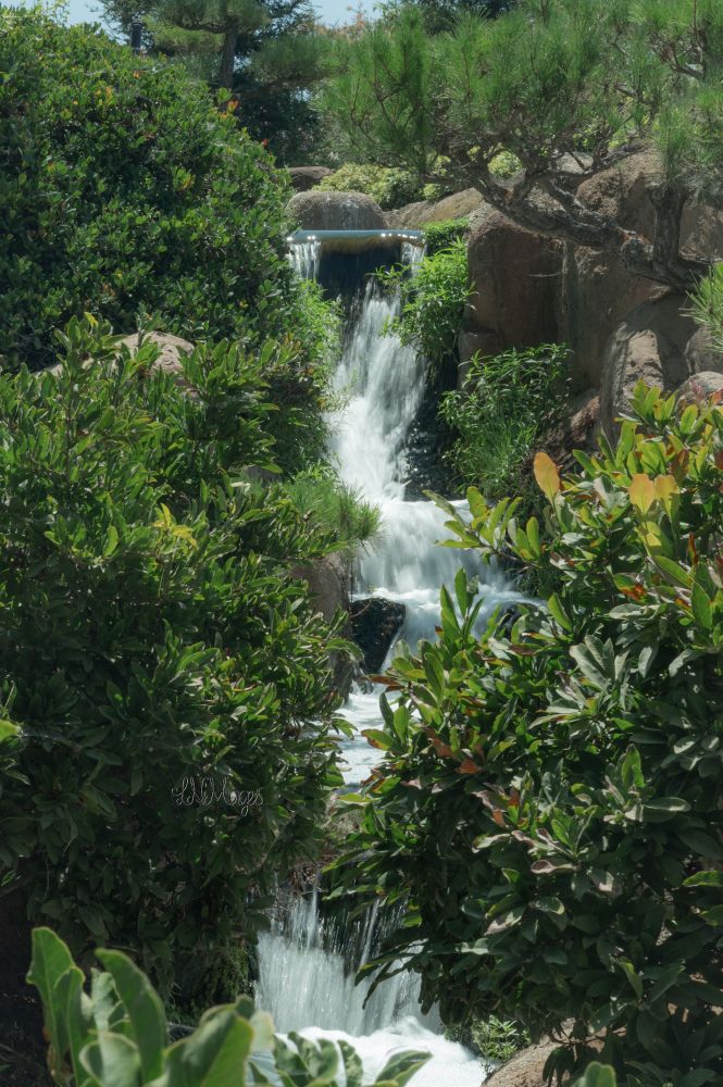 Small Waterfall flowing seen framed by plant life, bushes, trees etc at the Japanese garden in Burbank ca