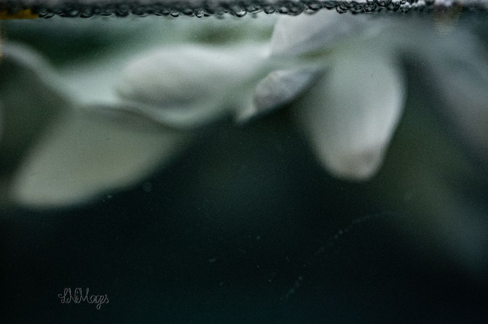 Image of a white flower floating in a dark blue effervescent water. Bubbles can be seen floating gently at the top of image. 

#abstractart #abstractflowers #art #macroabstract #floralabstract #creative #autism #actuallyautistic #adhd #audhd #audhdartists #autisticartists #autisticphotography #artisticglow #photoblur #imagine 