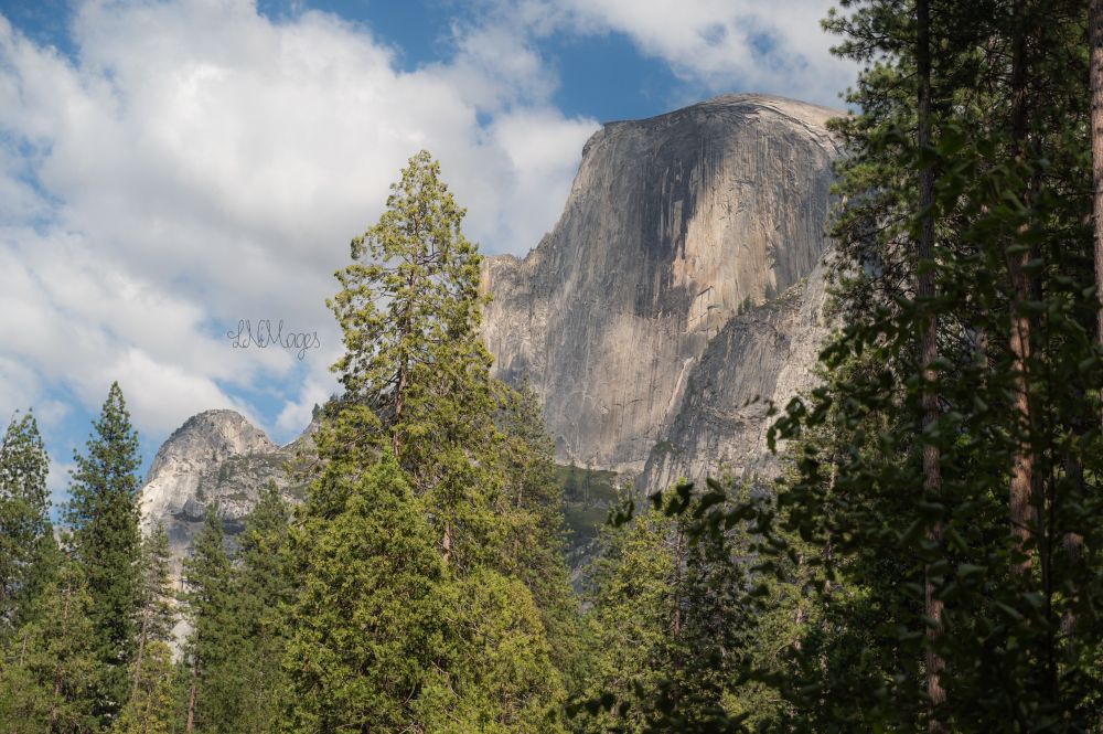 Half dome in Yosemite national Park in California set on a backdrop of an extremely blue sky with fluffy white clouds. There are tall trees framing it in the foreground 