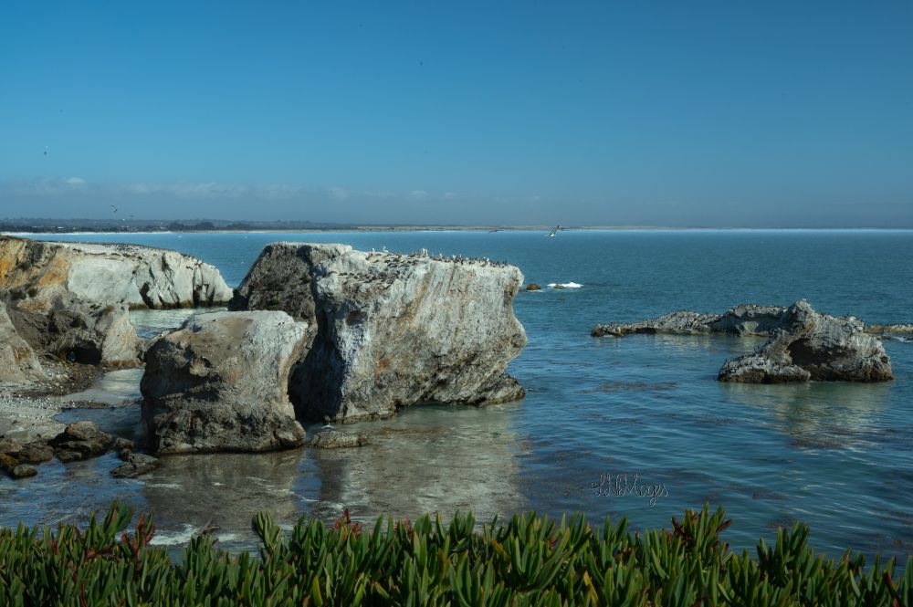 View of rocky outcrops at shell beach/Pismo beach area on California coast. There are tons of sea birds of different kinds sitting on the rocks. 