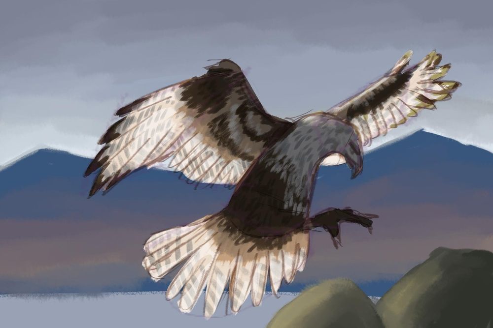 Coloured sketch of a rough legged burial mound buzzard mid landing 