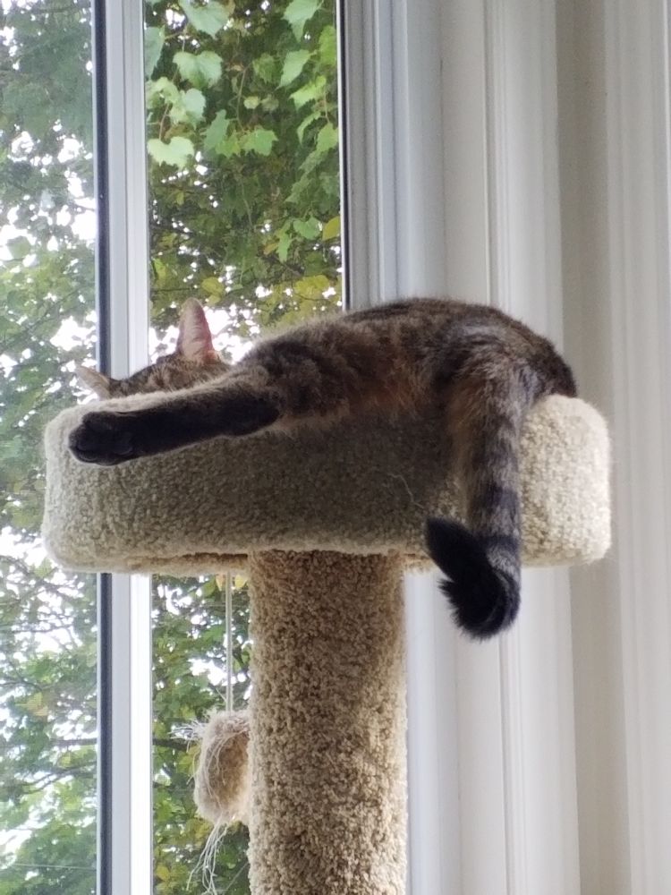 Cat snoozing in his cat tree, back leg dangling, a little curl in the tip of his tail