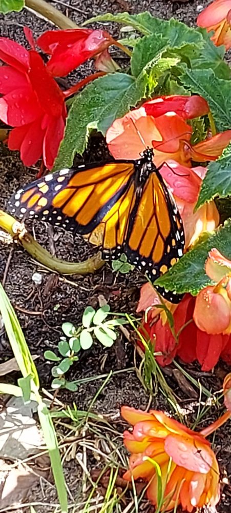 Monarch butterfly resting on a begonia