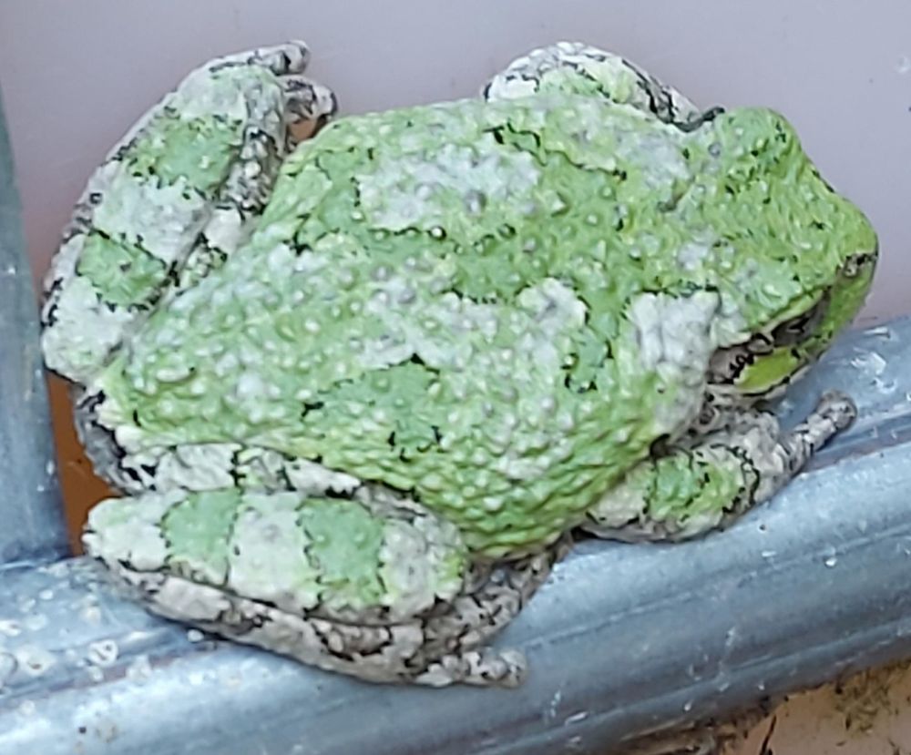grey treefrog, although it's different shades of green, perched on the water tank