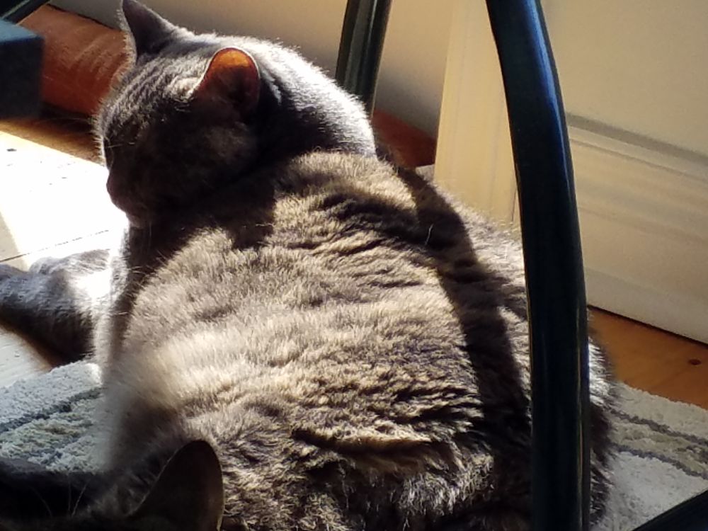 Cat basking in the sun under the table purring loudly