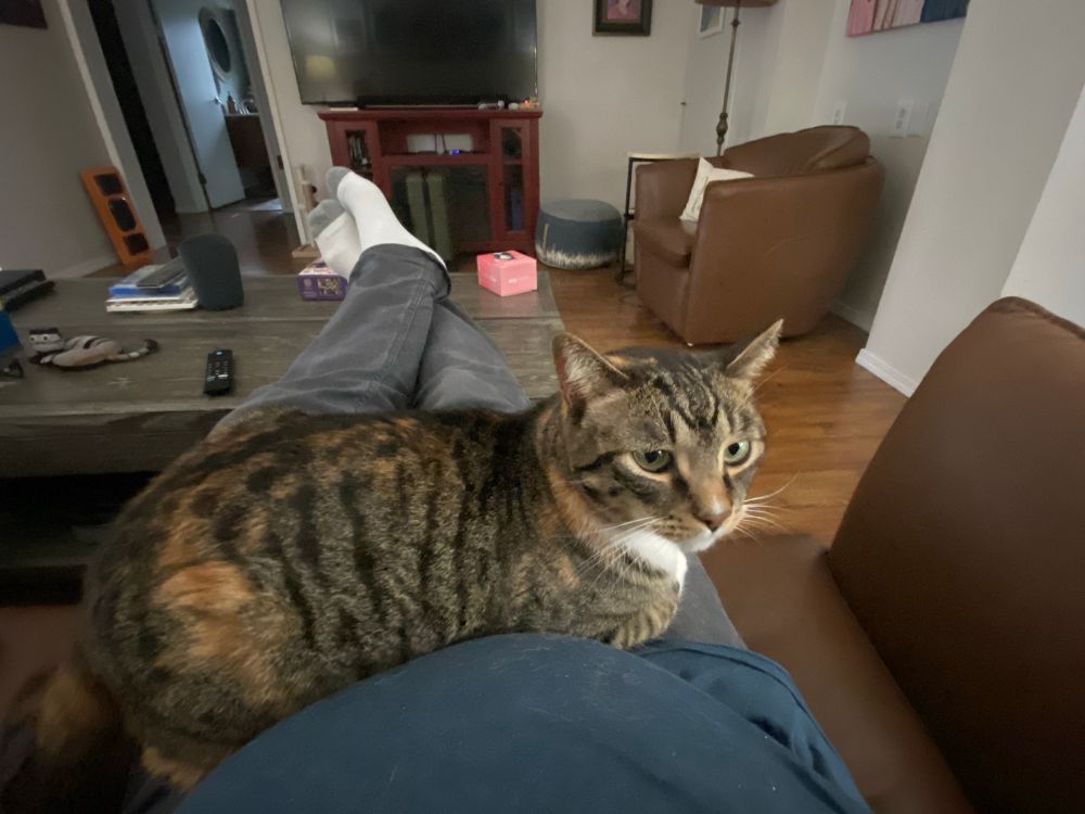 Xena Warrior Kitty in downtime on my lap. 