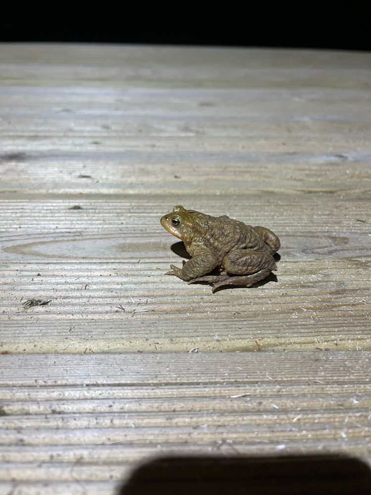 Un petit crapaud sur une terrasse en bois