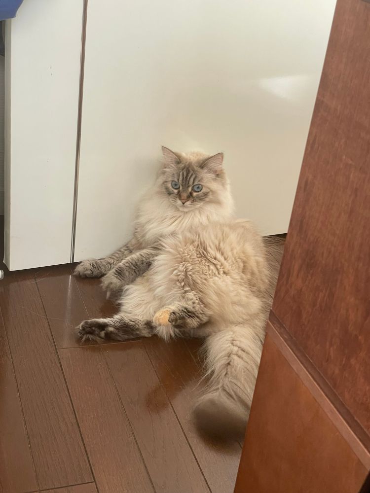 拗ねてドアに寄りかかって座るネコの写真