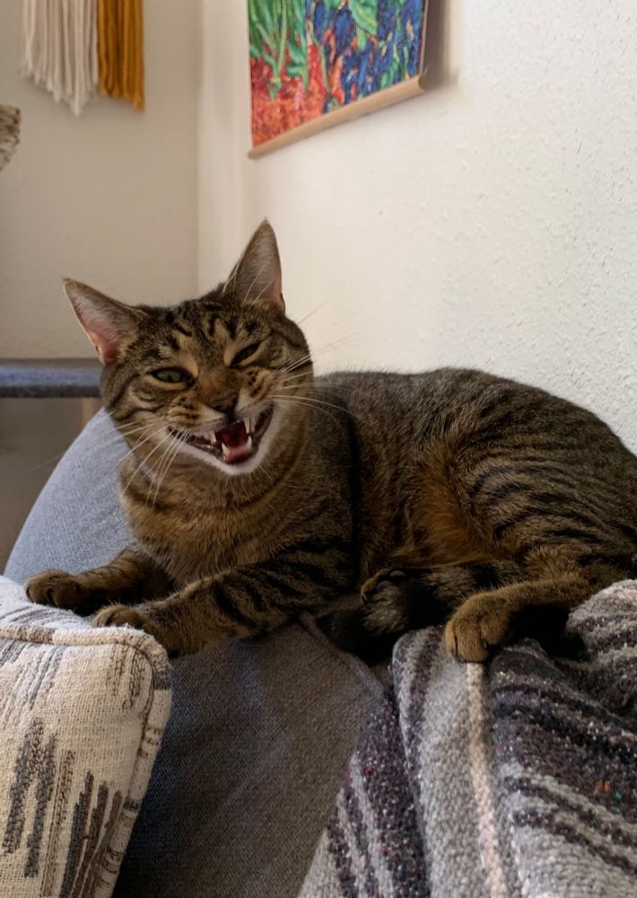 brown tabby mid yawn almost like a grin 