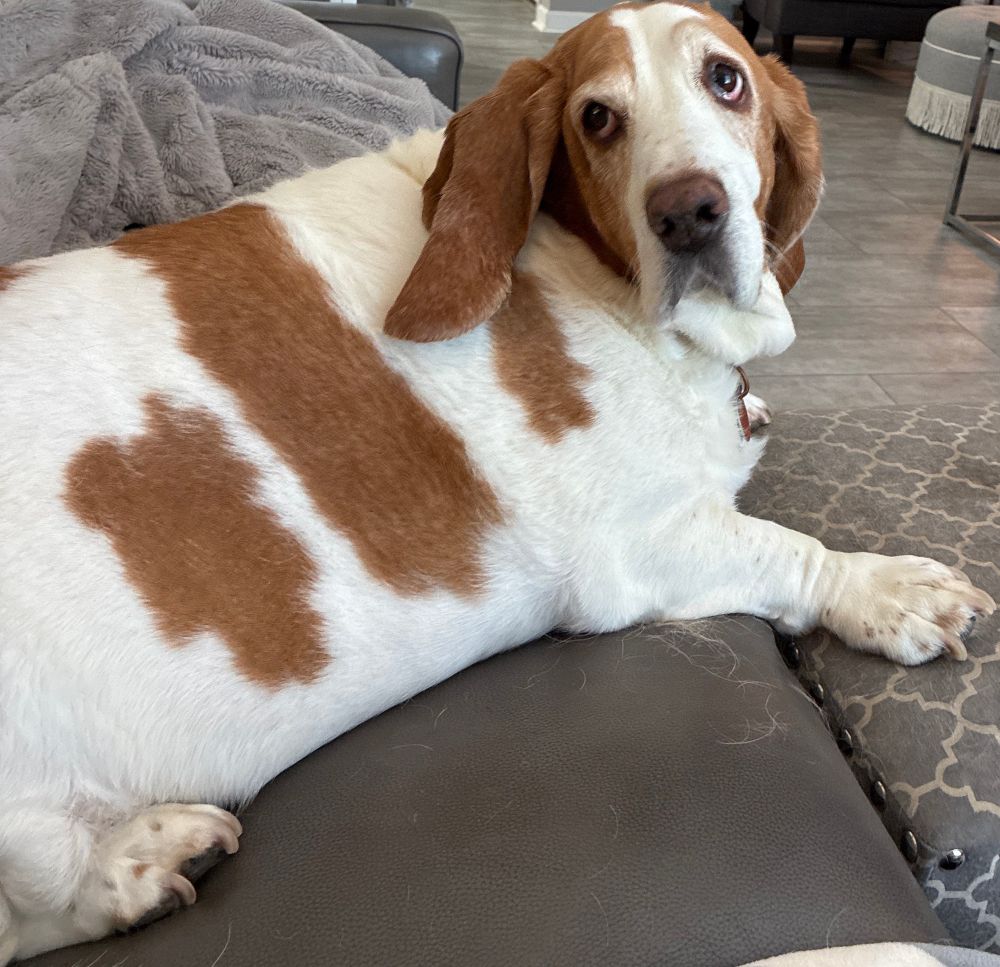 Dolly the Basset Hound looking at the camera person