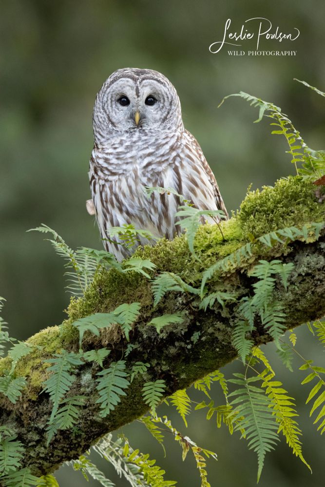 A brown and white striped barred owl sits perched on a mossy log with fern fronds growing out of it. The background is creamy green and the owls eyes are black