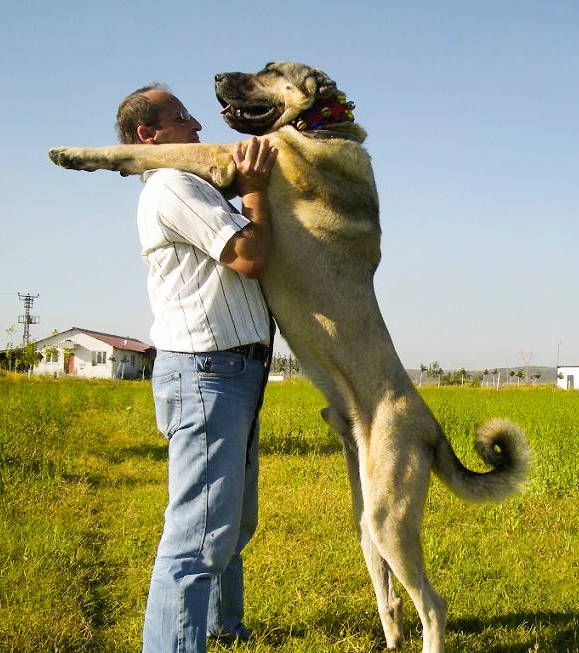 Ein Mann steht einem Kangal gegenüber. Der Hund steht auf den Hinterpfoten und ist einen halben Kopf größer als der Mann. 