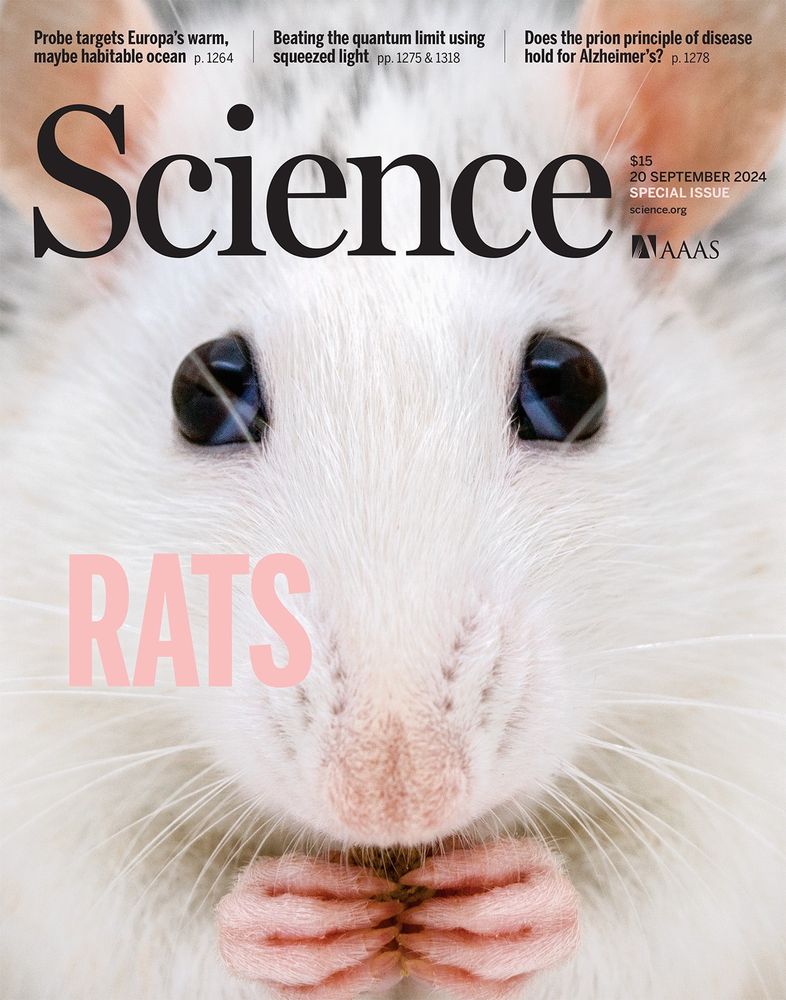 This photograph shows a female standard fancy rat—a domesticated variant for the pet trade. That rats make good pets is not surprising when considering the long history of their close associations with humans. Although brown and black "wild" rats do spread some infectious diseases, we have recently learned about more-positive attributes, including quite how adept, adaptable, and even fun-loving they are.