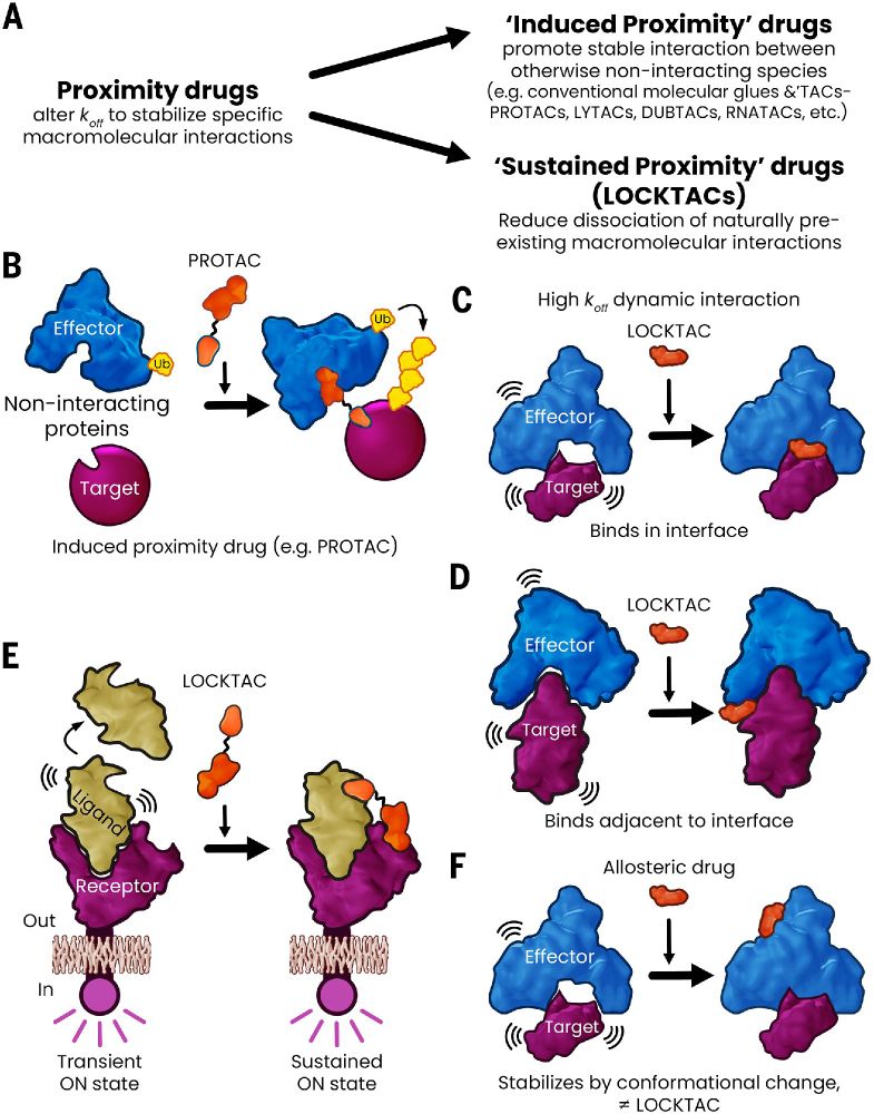 LOCKTACs comprise a subset of proximity drugs that stabilize naturally existing complexes. (A) Categories of proximity-based drugs. (B) Mechanism of PROTAC drugs. (C) LOCKTAC acting within a protein-protein interface. (D) LOCKTAC acting adjacent to a protein-protein interface. (E) Heterobifunctional LOCKTAC that does not bind at protein-protein interface. (F) Allosteric drugs induce conformational changes at a distance and are not LOCKTACs.